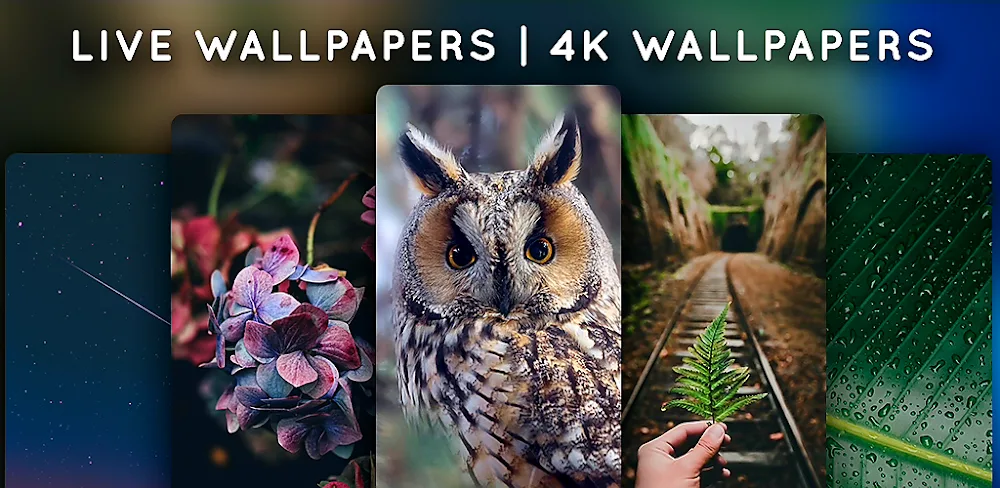 Live Wallpapers, 4K Wallpapers MOD APK Cover